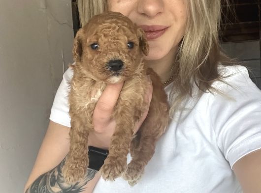 Toy Poodle Bebekler Renk Renk görsel