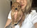 Toy Poodle Bebekler renk renk
