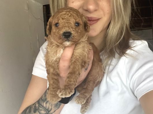 Toy Poodle Bebekler Renk Renk