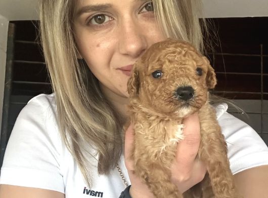Toy Poodle Bebekler Renk Renk görsel