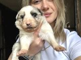 Border collie yavruları