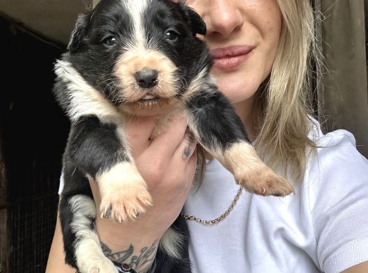 Border Collie Yavruları görsel