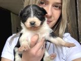 Border Collie Yavruları