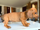 Sosis Köpekleri Orjinall