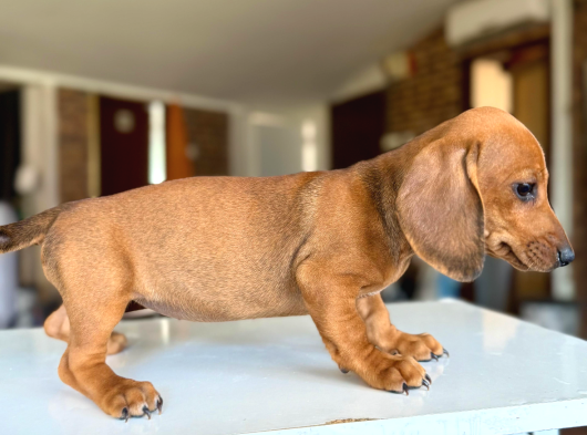 Sosis Köpekleri Orjinall görsel