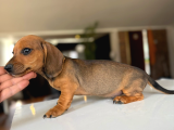 Sosis Köpekleri Orjinall