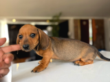Sosis Köpekleri Orjinall