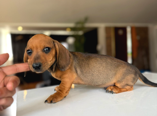 Sosis Köpekleri Orjinall görsel