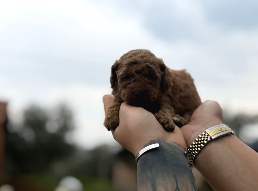 Patron Çıldırdı Herkes Poodle Sahibi Olacak Diyor görsel