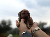 Patron Çıldırdı Herkes Poodle Sahibi Olacak Diyor