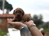 Patron çıldırdı herkes poodle sahibi olacak diyor