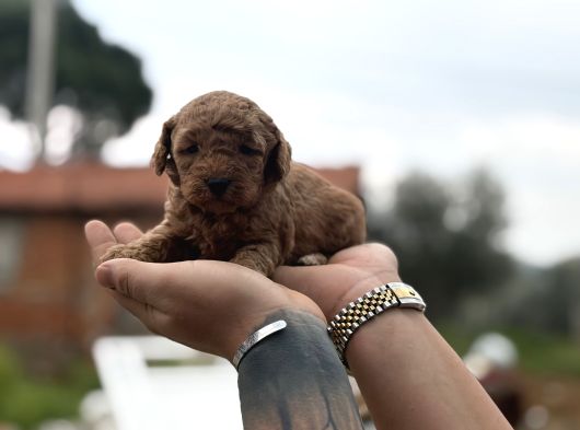 Patron Çıldırdı Herkes Poodle Sahibi Olacak Diyor görsel