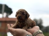 Patron Çıldırdı Herkes Poodle Sahibi Olacak Diyor