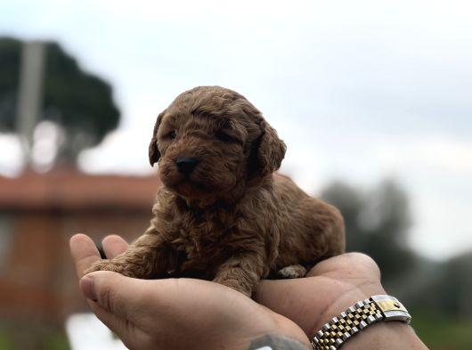Patron Çıldırdı Herkes Poodle Sahibi Olacak Diyor görsel