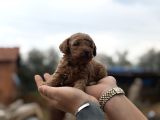 Patron çıldırdı herkes poodle sahibi olacak diyor