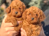 Toy poddle