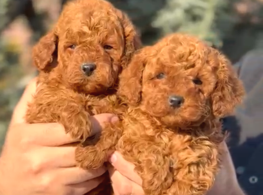 Toy Poddle