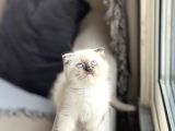 Ayi Surat Sevi̇mli̇ Chocalete Poi̇nt Scotti̇sh Fold