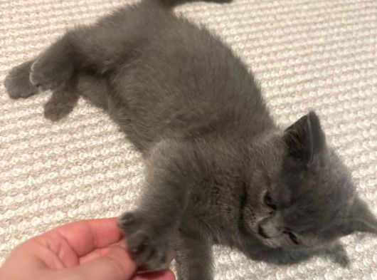 British Shorthair görsel