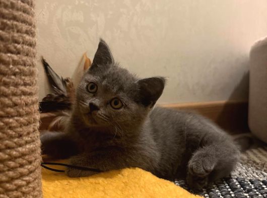 British Shorthair