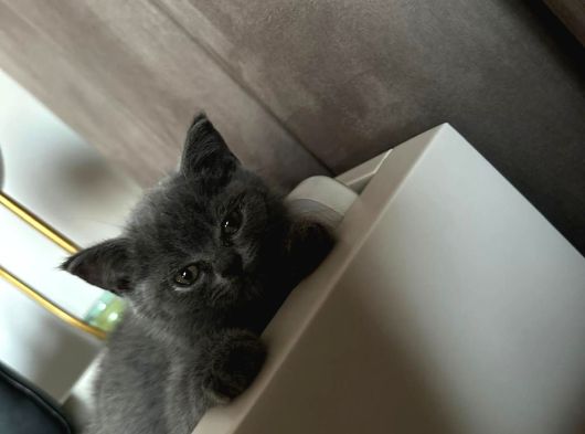 British Shorthair görsel