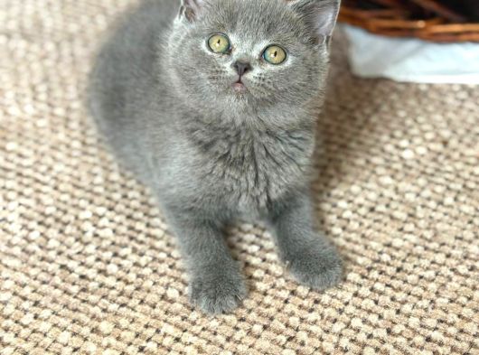 British Shorthair görsel