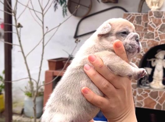 Safkan Egzoti̇k French Bulldog Yavrularim Rezervede