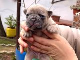 Safkan Egzoti̇k French Bulldog Yavrularim Rezervede