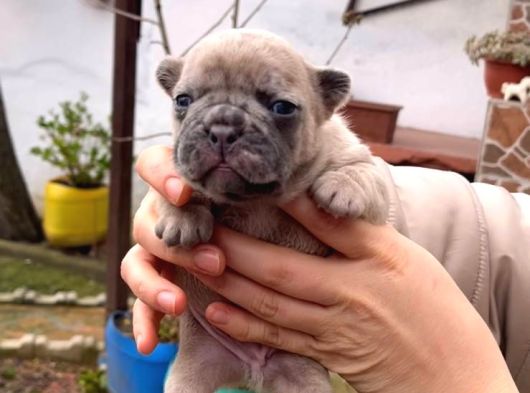 Safkan Egzoti̇k French Bulldog Yavrularim Rezervede görsel
