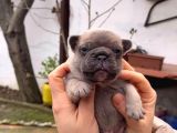 Safkan Egzoti̇k French Bulldog Yavrularim Rezervede