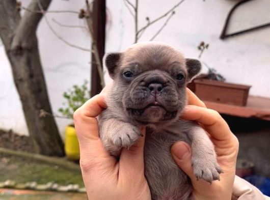 Safkan Egzoti̇k French Bulldog Yavrularim Rezervede görsel