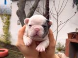 Safkan Egzoti̇k French Bulldog Yavrularim Rezervede