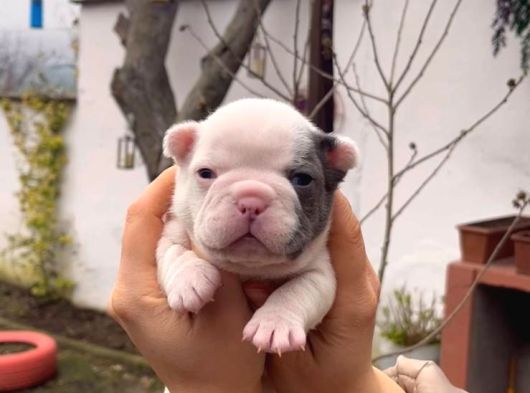 Safkan Egzoti̇k French Bulldog Yavrularim Rezervede görsel