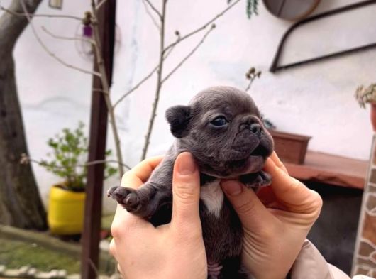Safkan Egzoti̇k French Bulldog Yavrularim Rezervede görsel
