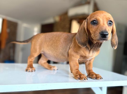 Sosis Köpekleri Orjinall