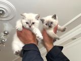 A Kali British Shorthair Yavrularımız