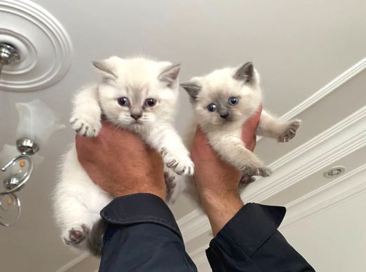 A Kali British Shorthair Yavrularımız görsel