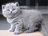Gümüş Zarafet Gri British Shorthair yavrumuz