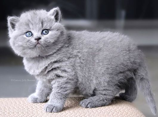 Gümüş Zarafet Gri British Shorthair yavrumuz