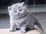 Gümüş Zarafet Gri British Shorthair Yavrumuz
