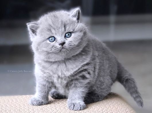 Gümüş Zarafet Gri British Shorthair Yavrumuz görsel