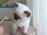 Mavi Boncuklar Sizleri Bekliyor