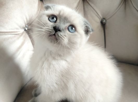 Yok Böylesi̇ Bakmadan Geçmeyi̇n Bebi̇şlere görsel