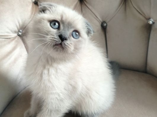 Yok Böylesi̇ Bakmadan Geçmeyi̇n Bebi̇şlere görsel