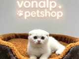 VONALP PET GARANTISIYLE EFSANE GÜZELLİKTE SCOTTİSH FOLD