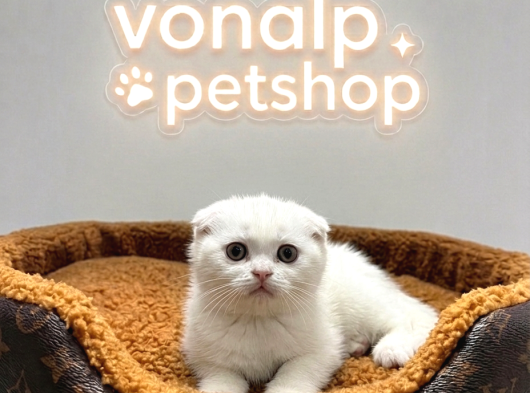 Vonalp Pet Garantisiyle Efsane Güzelli̇kte Scotti̇sh Fold