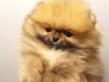 Pomerani̇an Boo Yavrulari