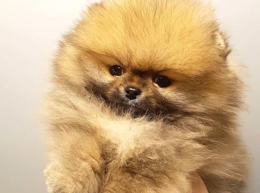 Pomerani̇an Boo Yavrulari görsel