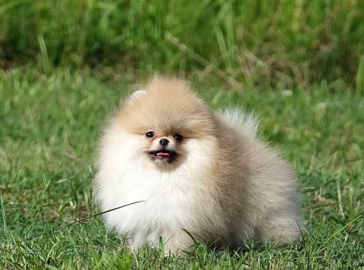 Pomerani̇an Boo Yavrulari görsel