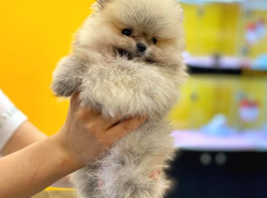 Pomerani̇an Boo Yavrulari görsel